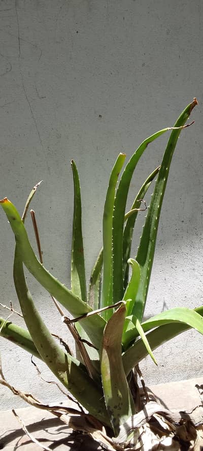 Adult Alovara Plants