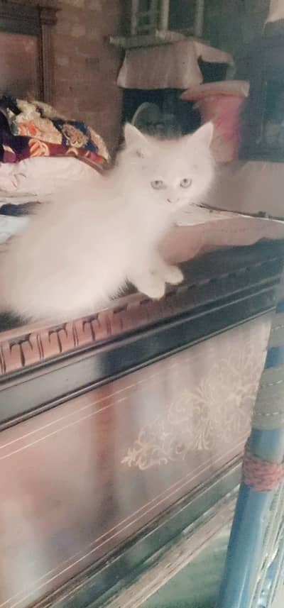 2 Baby Cats