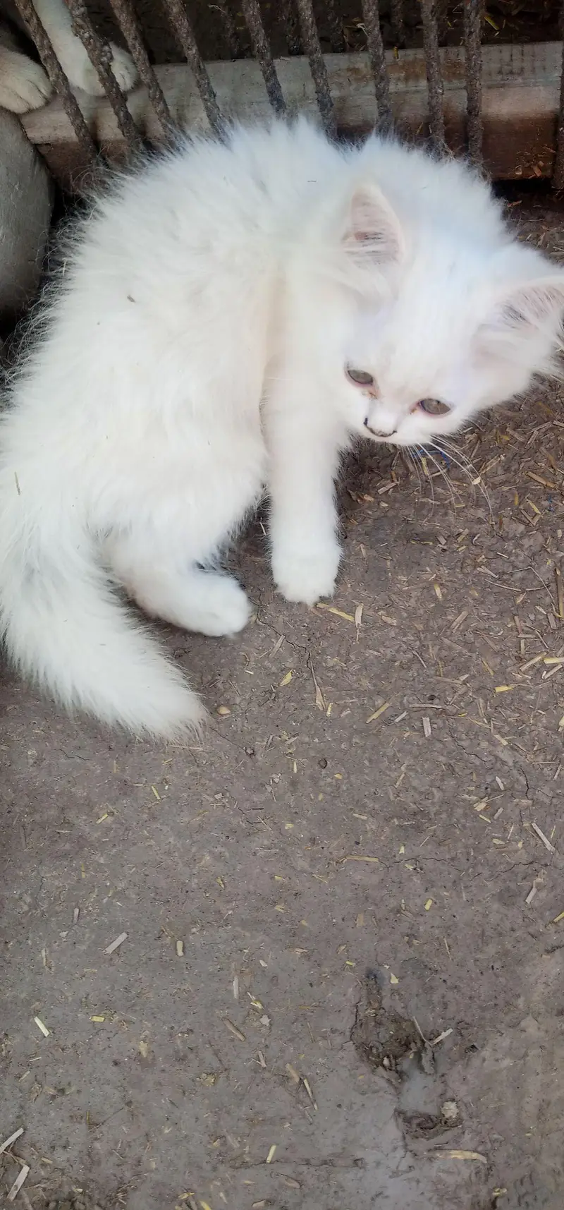 2 Baby Cats — photo 2