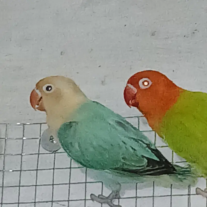 Lovebird | Parrots | Pailfellow birds | decino birds | cremino birds — photo 3