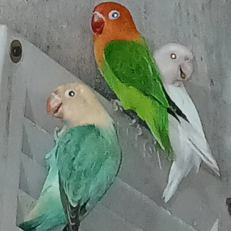 Lovebird | Parrots | Pailfellow birds | decino birds | cremino birds — photo 4