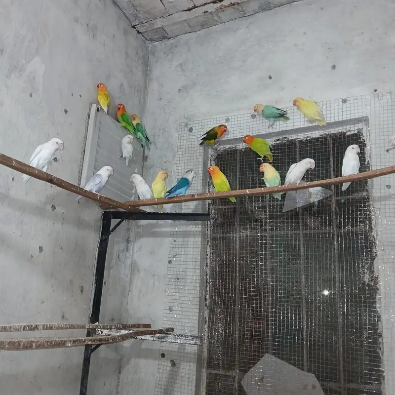Lovebird | Parrots | Pailfellow birds | decino birds | cremino birds — photo 6