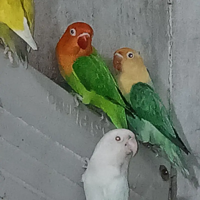 Lovebird | Parrots | Pailfellow birds | decino birds | cremino birds — photo 7