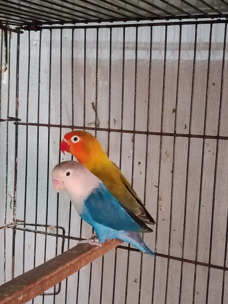 Lovebird | Parrots | Pailfellow birds | decino birds | cremino birds — photo 8