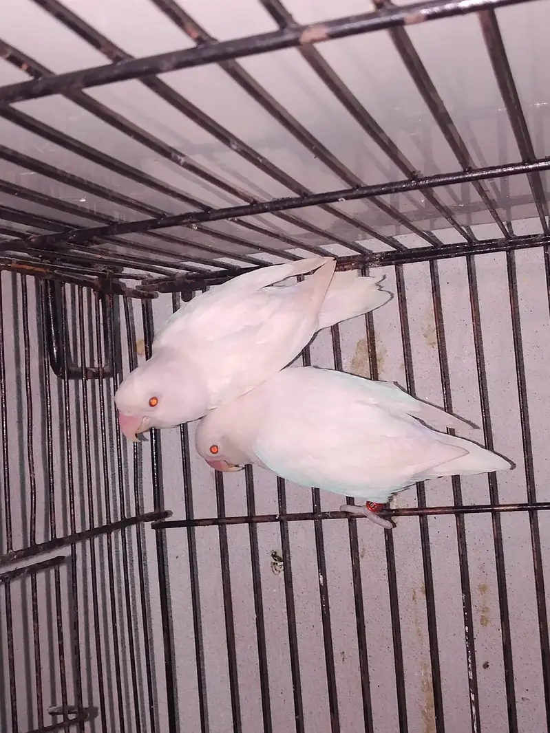 Lovebird | Parrots | Pailfellow birds | decino birds | cremino birds — photo 10