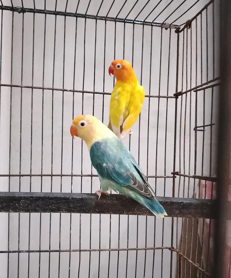 Lovebird | Parrots | Pailfellow birds | decino birds | cremino birds — photo 12
