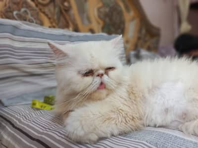 peke Female cat