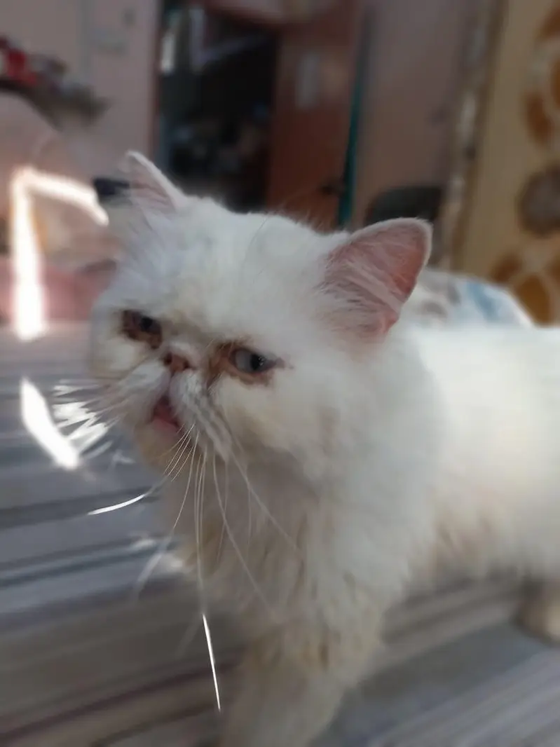 peke Female cat — photo 3
