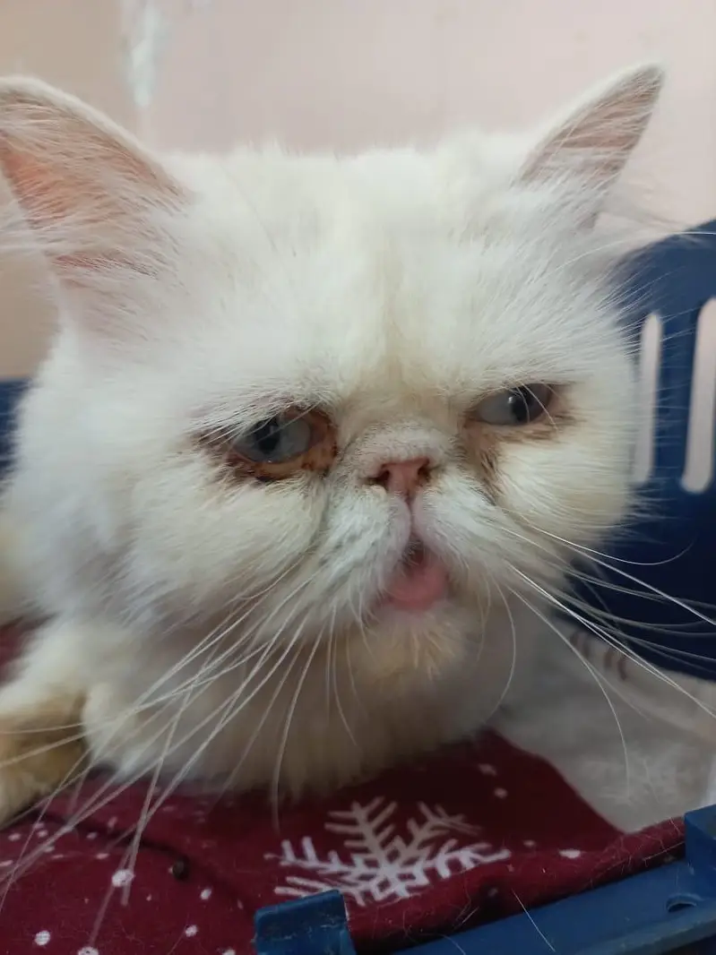 peke Female cat — photo 4