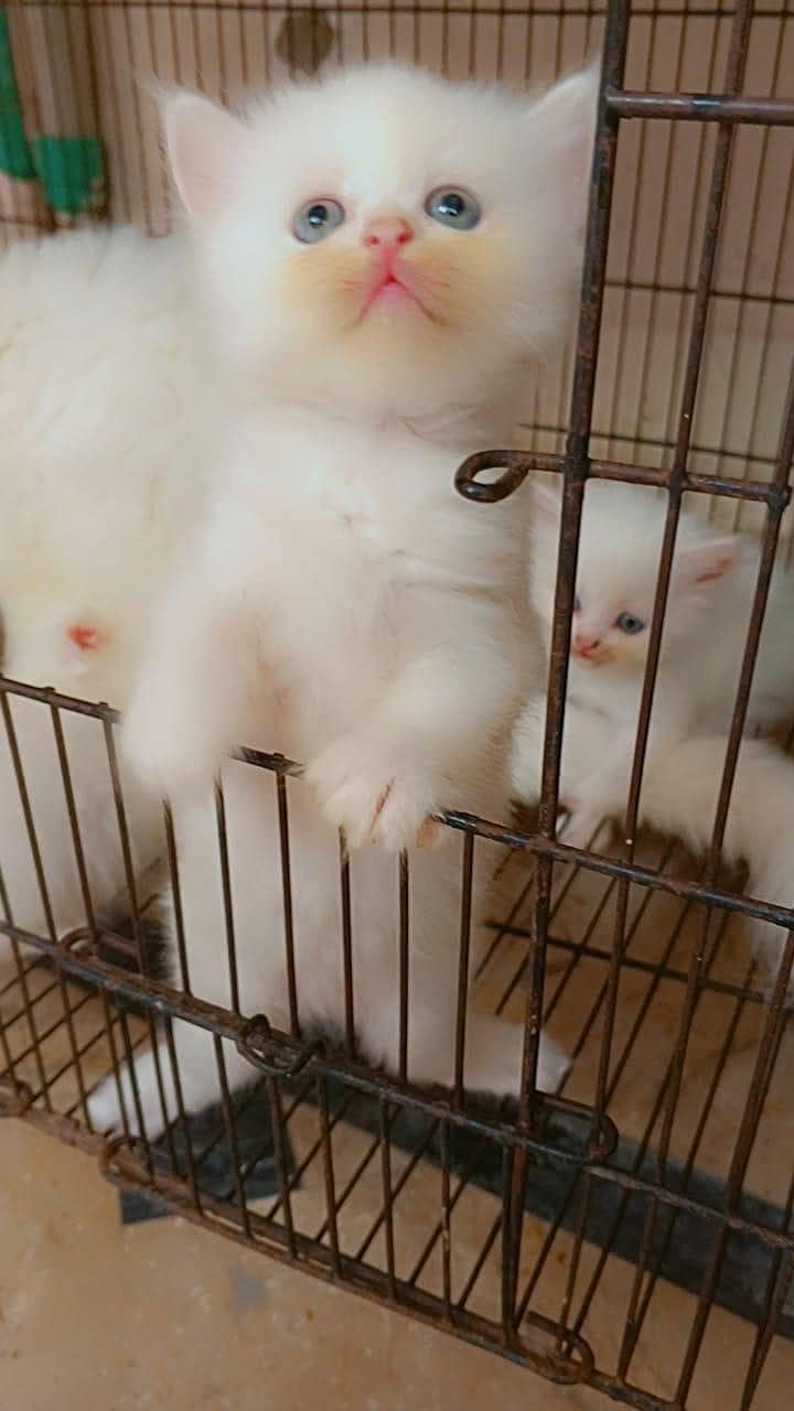Persian kittens 0