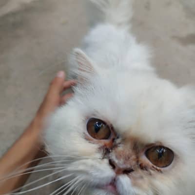 Persian Kitty