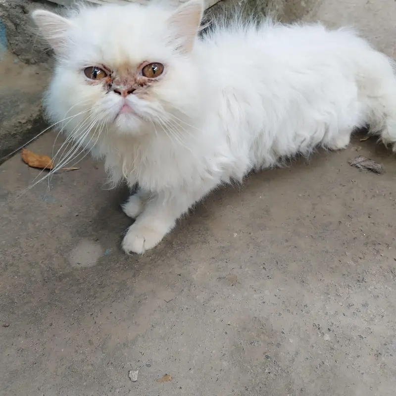 Persian Kitty — photo 2