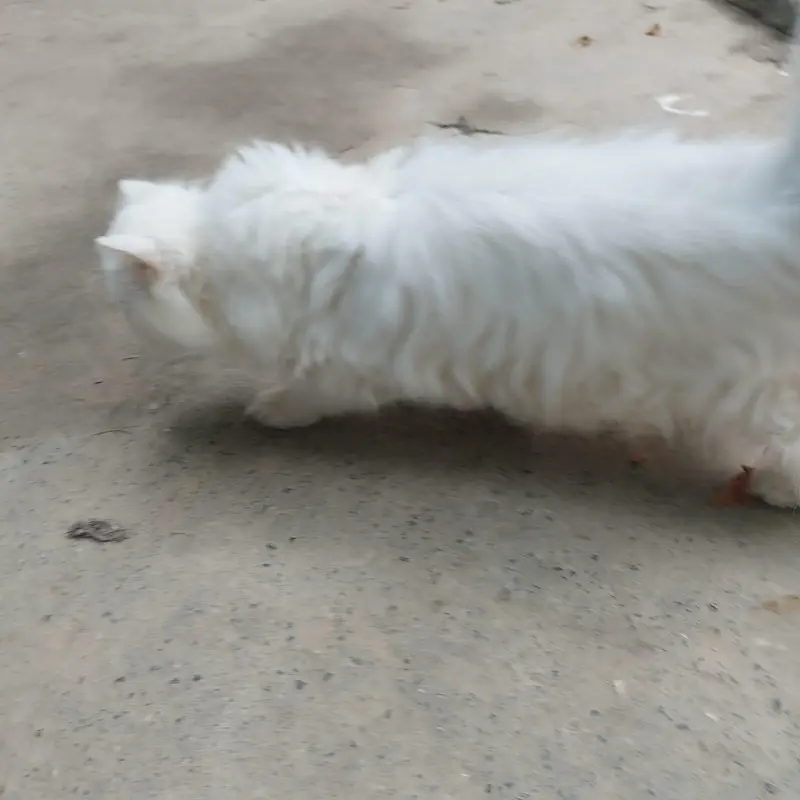 Persian Kitty — photo 3