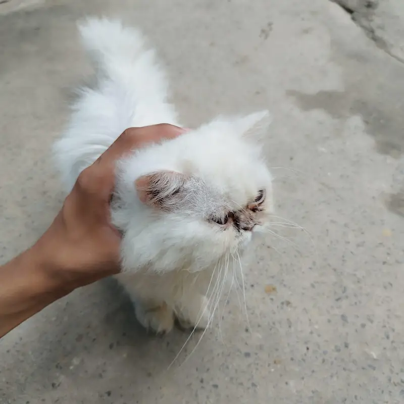Persian Kitty — photo 4
