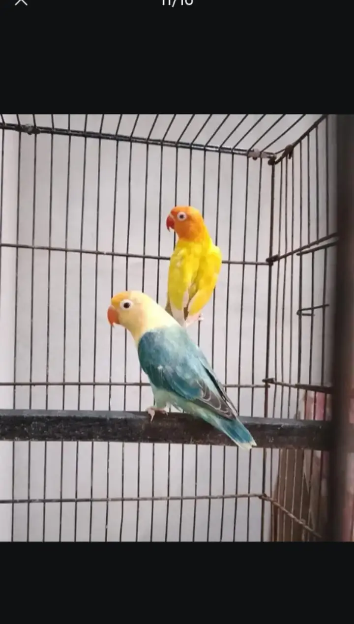 Lovebird | Parrots | Pailfellow birds | decino birds | cremino birds