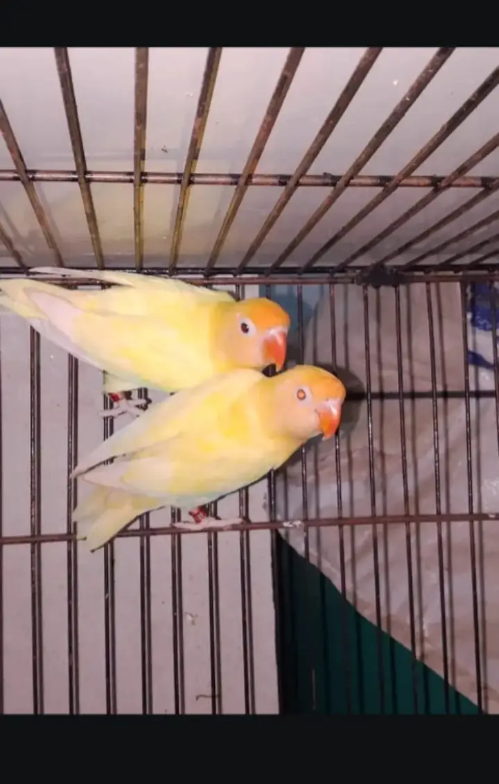 Lovebird | Parrots | Pailfellow birds | decino birds | cremino birds — photo 2