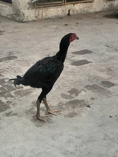 pure aseel Thai chick's / pure aseel Thai murga murgi