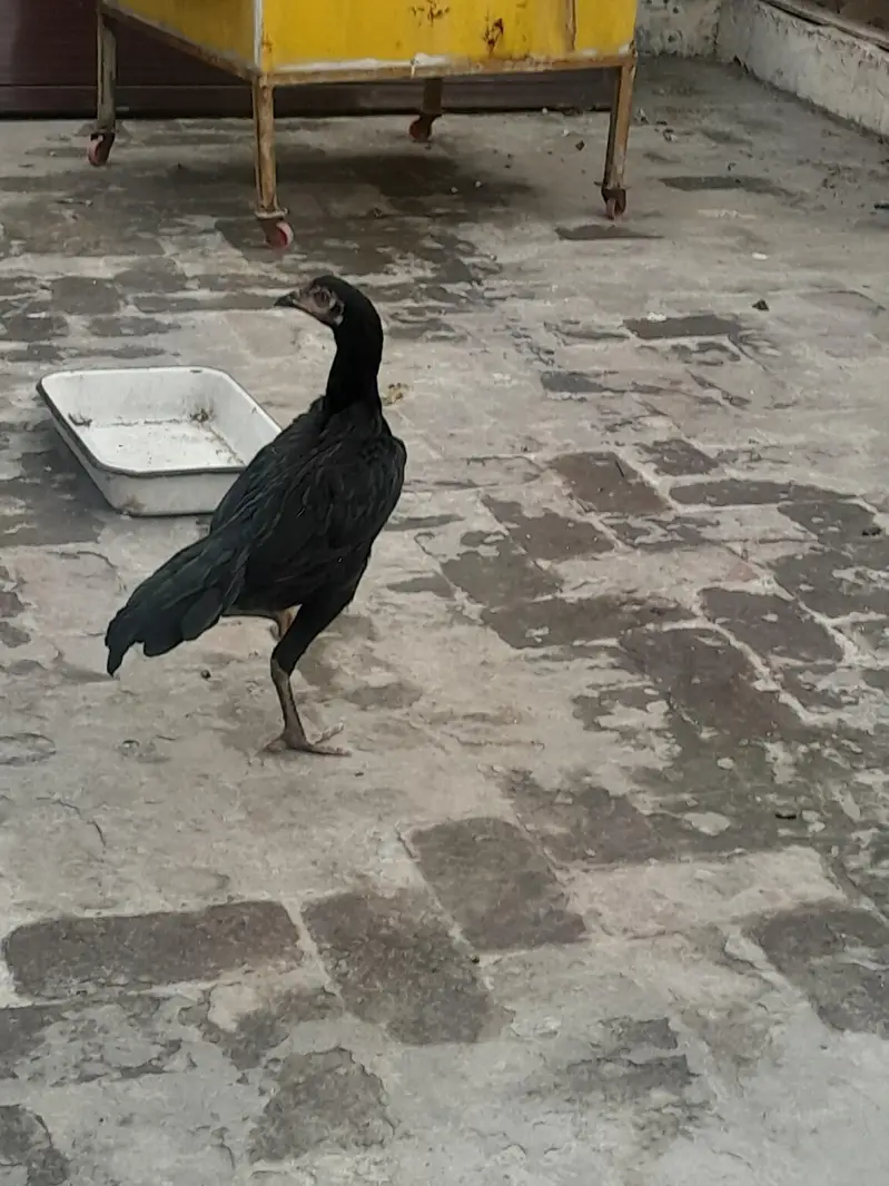 pure aseel Thai chick's / pure aseel Thai murga murgi — photo 2
