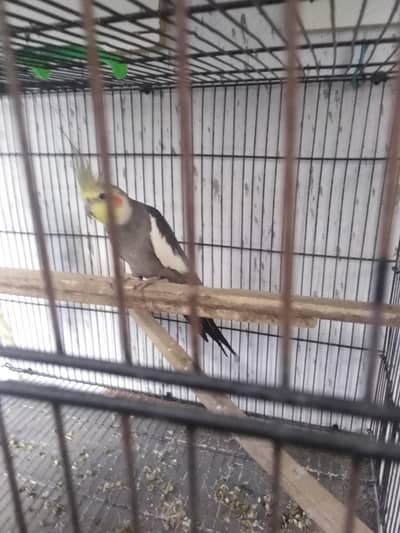 breeder pair