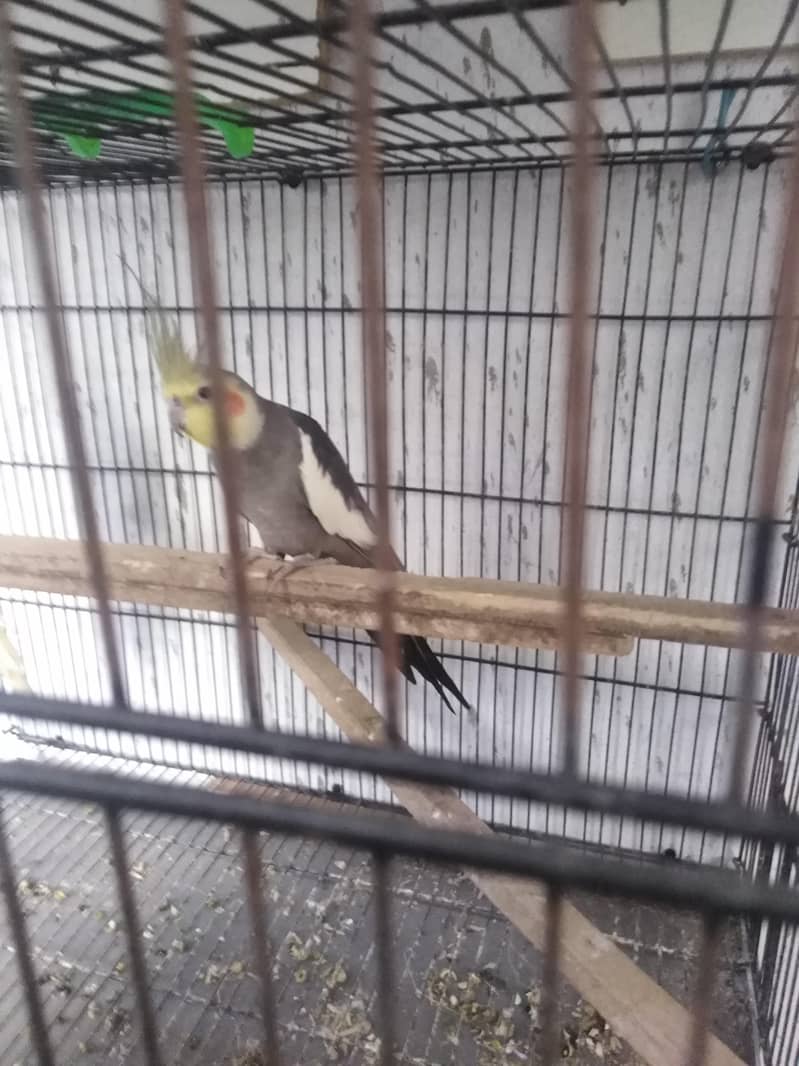 breeder pair 0