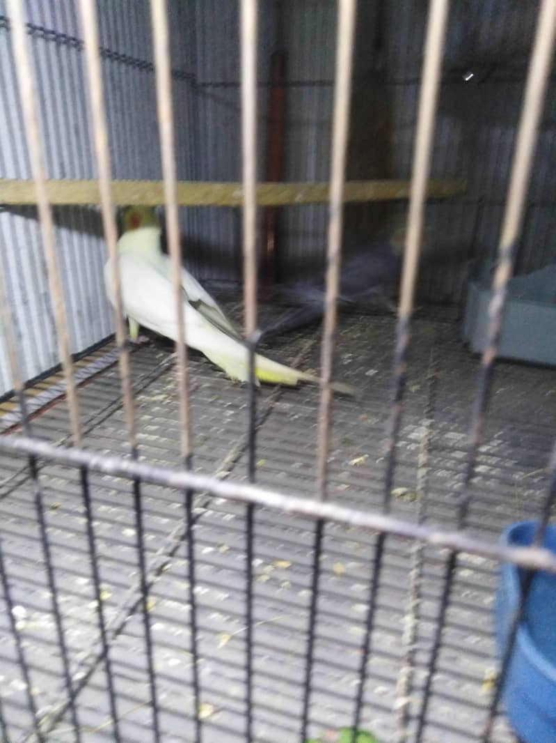 breeder pair 1