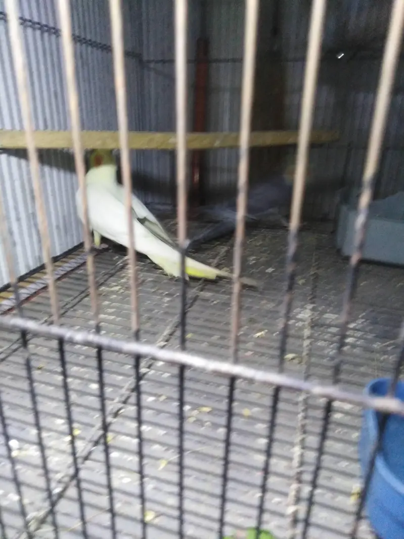 breeder pair — photo 2