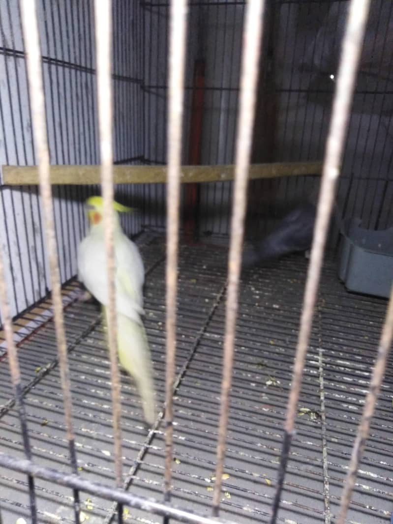 breeder pair 2