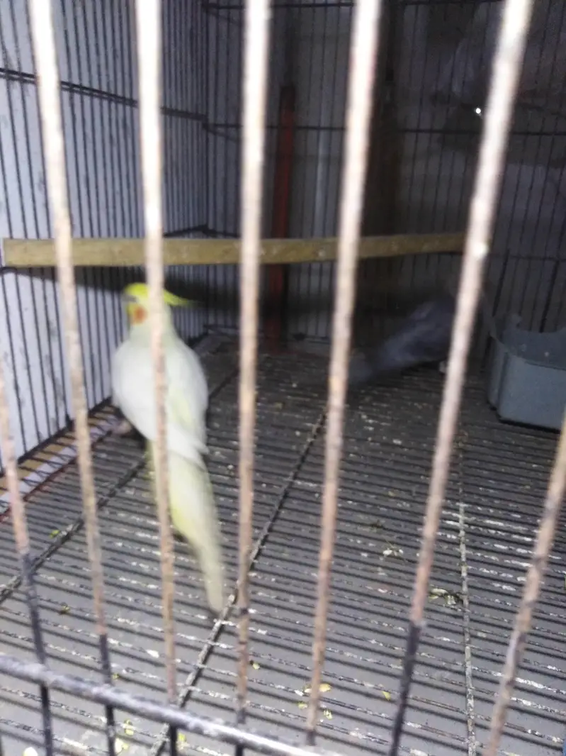 breeder pair — photo 3