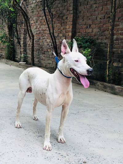 Gultair Dog