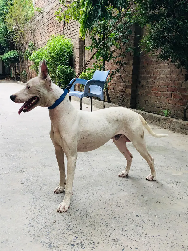 Gultair Dog — photo 2