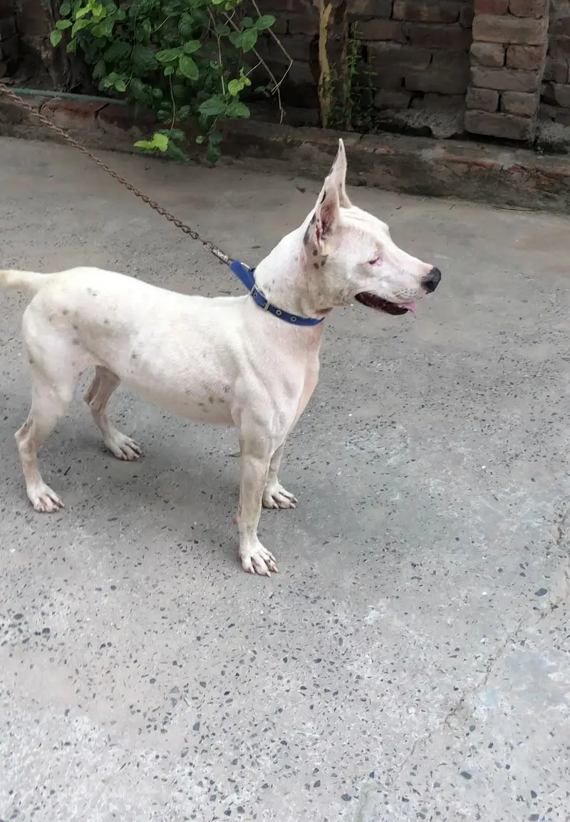 Gultair Dog — photo 3