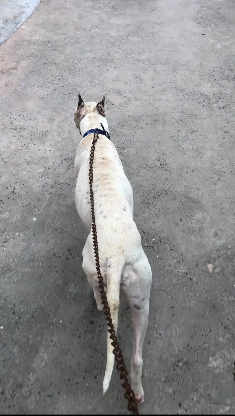 Gultair Dog — photo 4