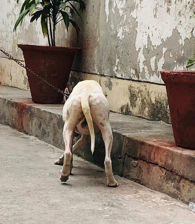 Gultair Dog — photo 5