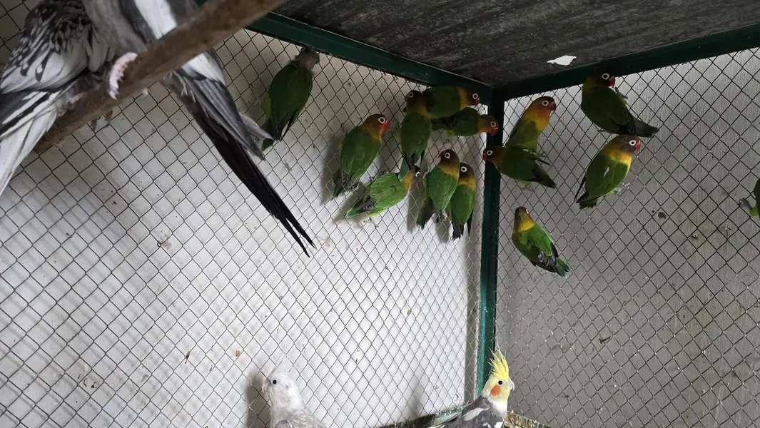 14 Fischer Love Birds — photo 5