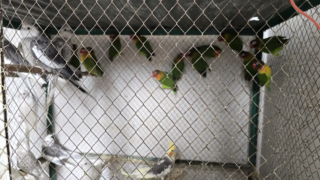 14 Fischer Love Birds — photo 7