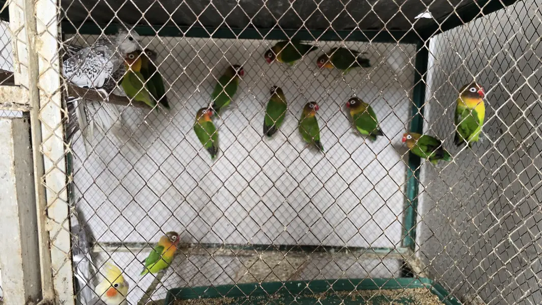 14 Fischer Love Birds — photo 8