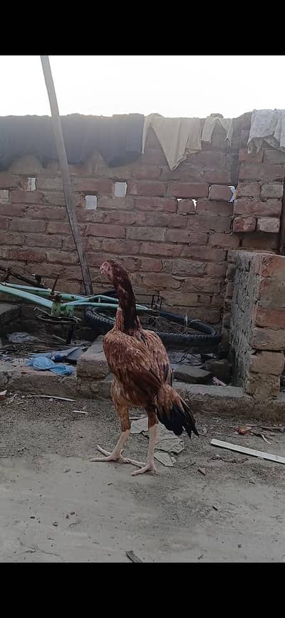 long hight Murgi