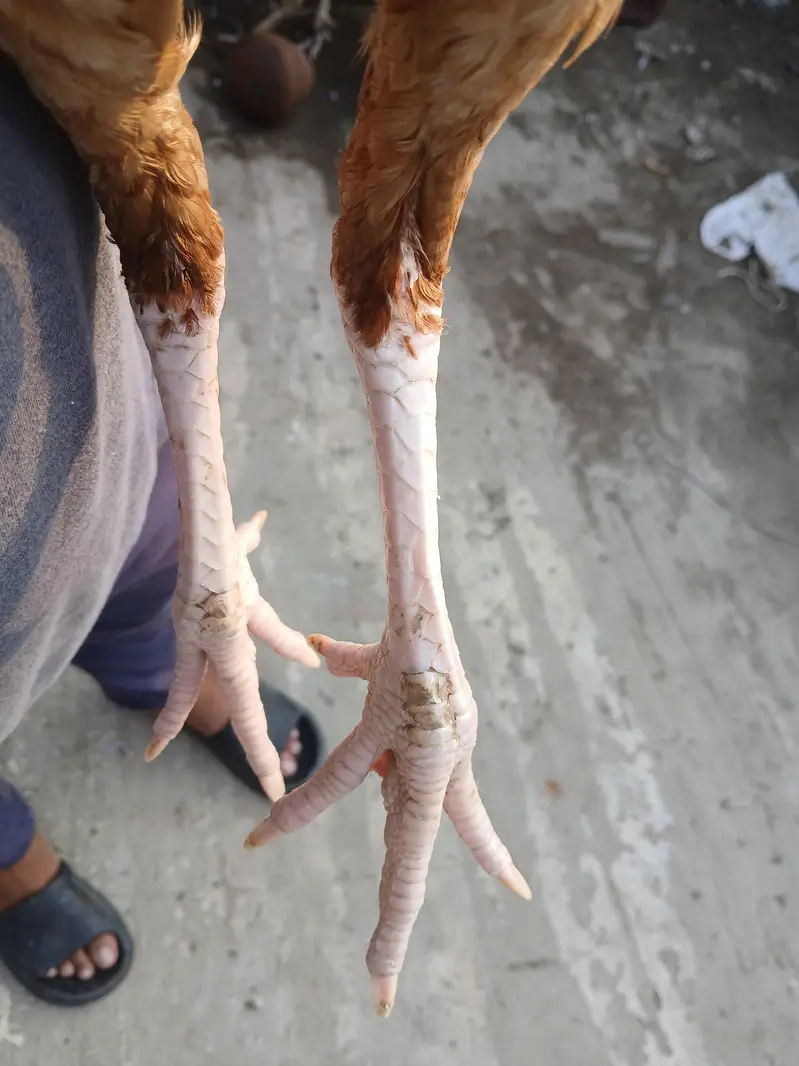 long hight Murgi — photo 3