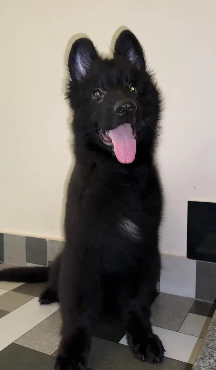 *Padigree black German Shepherd female_GSD Dogs | long coat puppy*