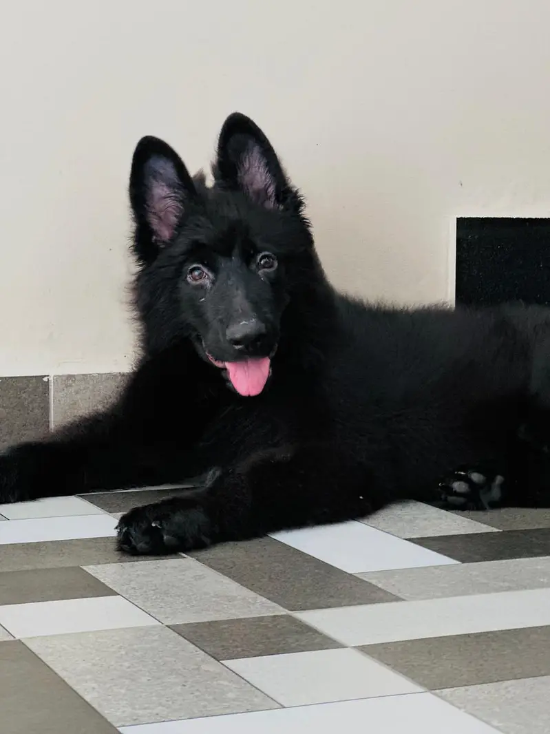 *Padigree black German Shepherd female_GSD Dogs | long coat puppy* — photo 2