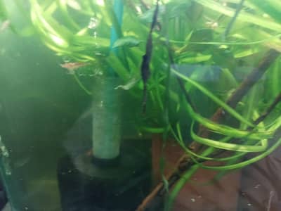 shrimps, aquatic plants, planted tanks and snails, microfishes