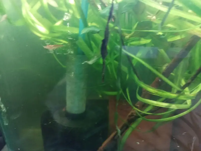 shrimps, aquatic plants, planted tanks and snails, microfishes
