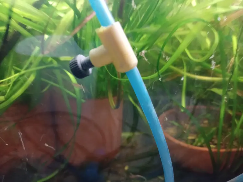shrimps, aquatic plants, planted tanks and snails, microfishes — photo 2