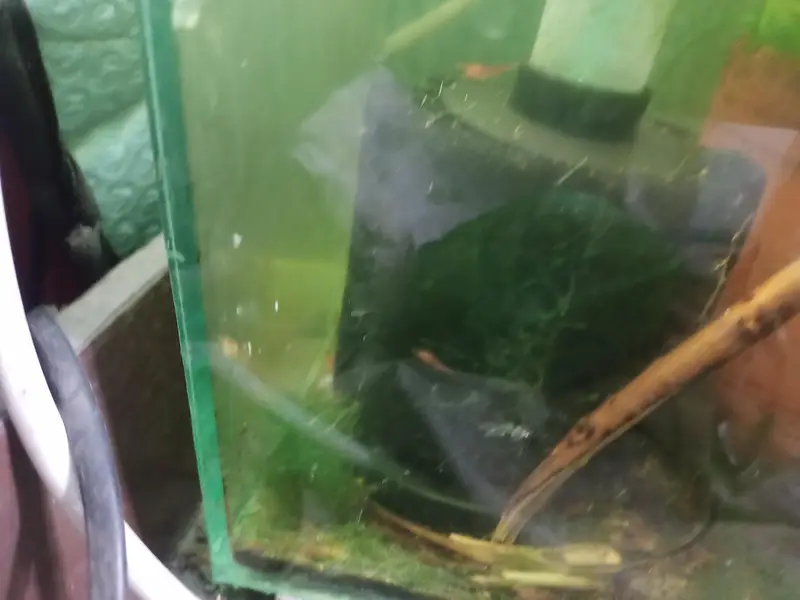 shrimps, aquatic plants, planted tanks and snails, microfishes — photo 3