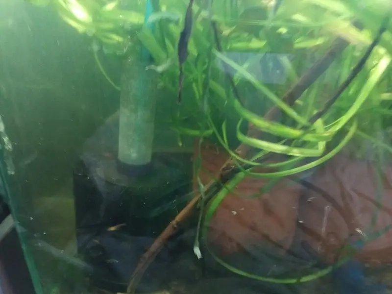 shrimps, aquatic plants, planted tanks and snails, microfishes — photo 4