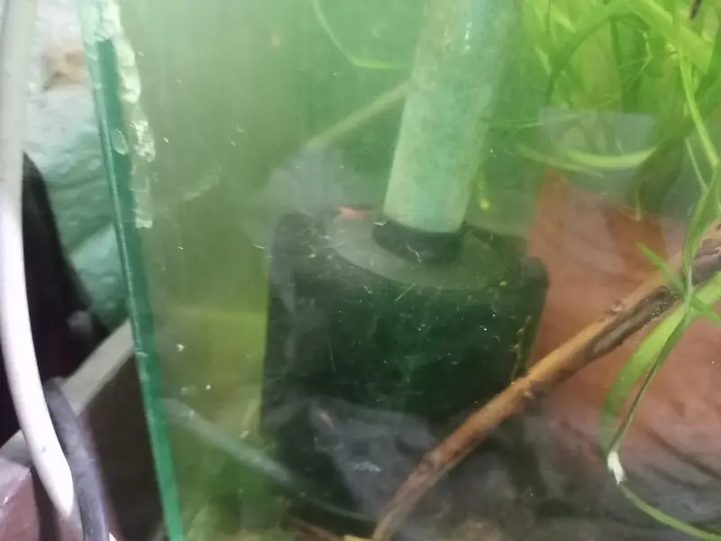 shrimps, aquatic plants, planted tanks and snails, microfishes — photo 5