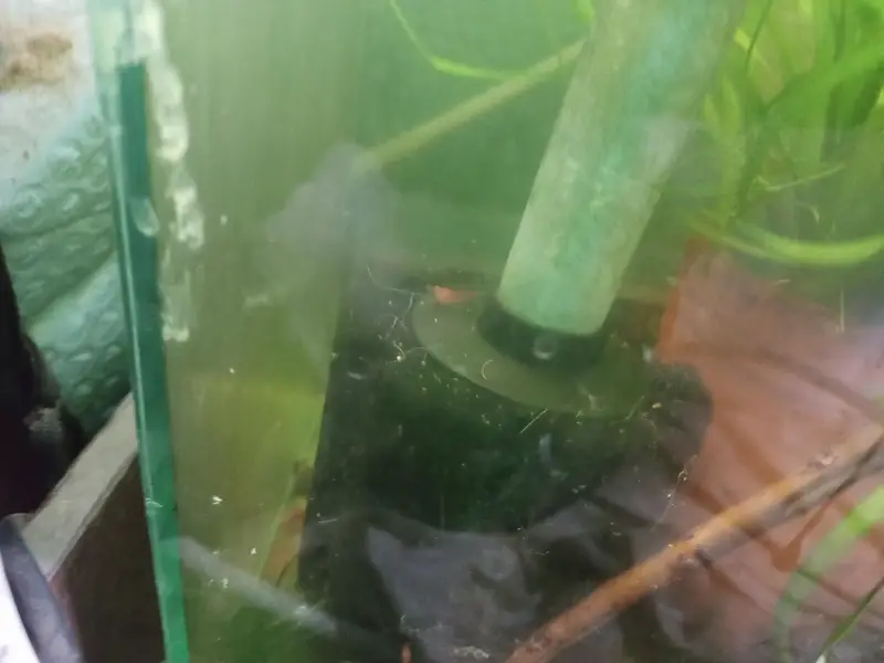 shrimps, aquatic plants, planted tanks and snails, microfishes — photo 6