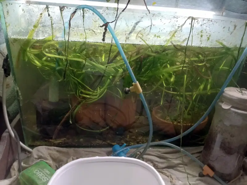 shrimps, aquatic plants, planted tanks and snails, microfishes — photo 7