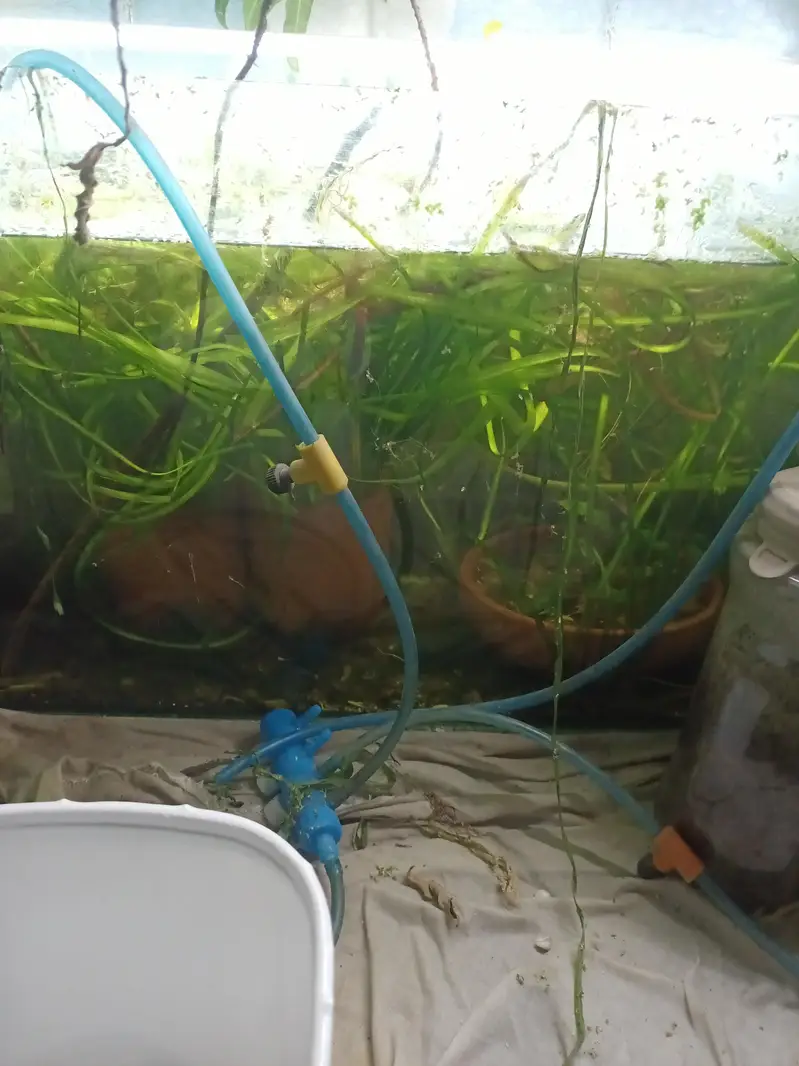 shrimps, aquatic plants, planted tanks and snails, microfishes — photo 8