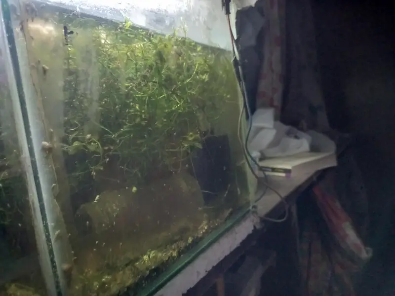 shrimps, aquatic plants, planted tanks and snails, microfishes — photo 9
